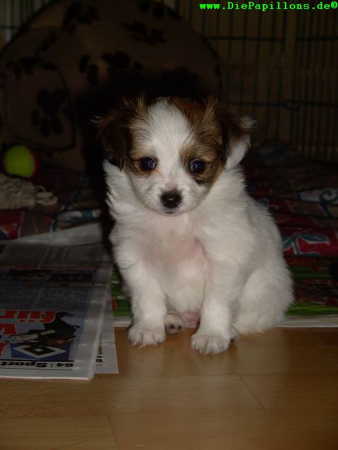 Die kleine Ally